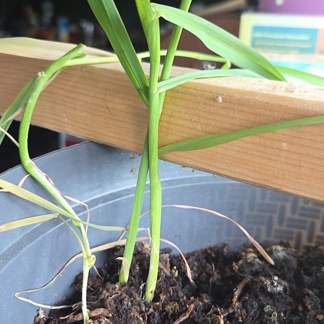 Photo of the plant species Garlic by @AlertSkyplant62 named Surya on Greg, the plant care app