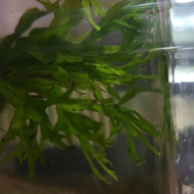 Photo of the plant species Sea Lettuce by @AlertSkyplant62 named Lola on Greg, the plant care app