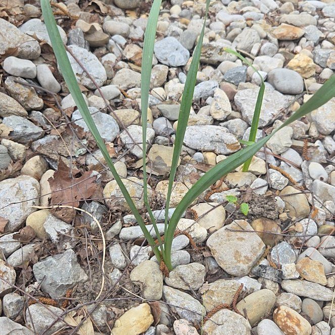 Photo of the plant species Prairie Lily by @AlertSkyplant62 named Leonardo on Greg, the plant care app