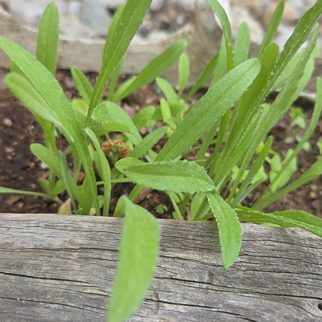 Photo of the plant species Lanceleaf Tickseed by @AlertSkyplant62 named Kobe on Greg, the plant care app