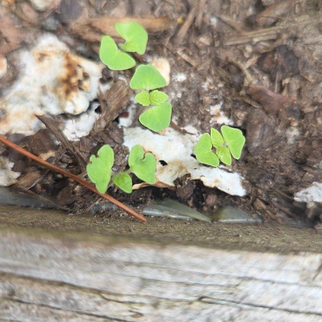 Photo of the plant species Large-Leaved Muehlenbeckia by @AlertSkyplant62 named Aristotle on Greg, the plant care app