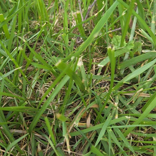 Photo of the plant species Smooth Meadowgrass by @AlertSkyplant62 named ChloroPhil on Greg, the plant care app