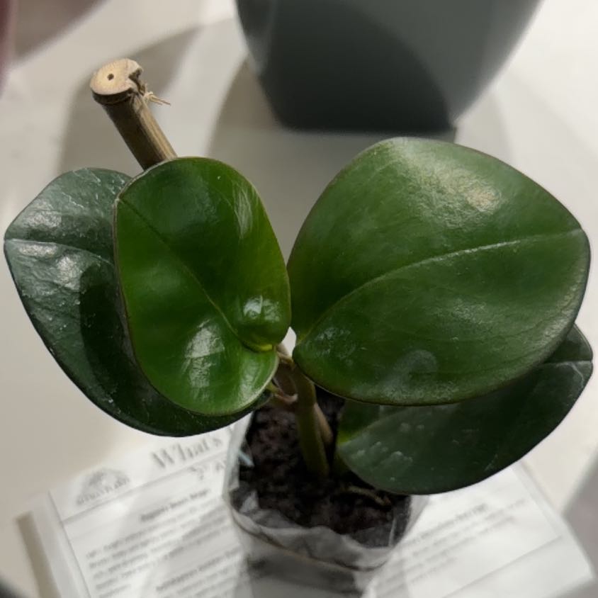 Photo of the plant species Peperomia Thailand by @SuaveElkweed51 named Planty on Greg, the plant care app