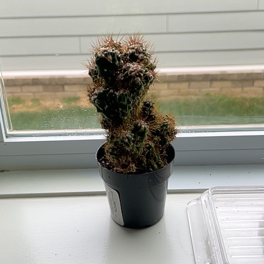 Photo of the plant species Cereus peruvianus f. monstrose 'Goblin' by @BigLoquat85 named Daphne on Greg, the plant care app