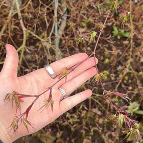 Photo of the plant species Serviceberry by @SmileyJellypalm named Spike Leaves on Greg, the plant care app