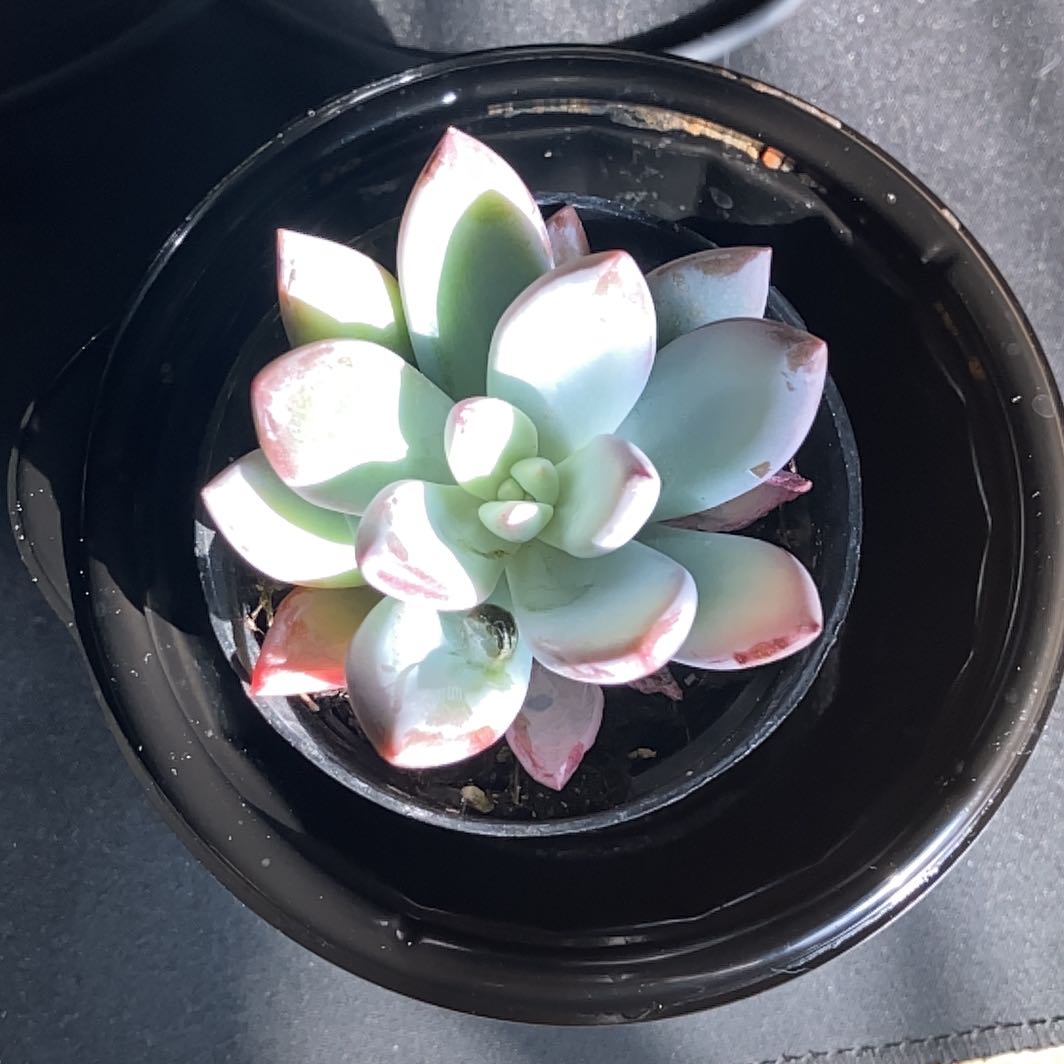 Photo of the plant species Pachyveria 'Powder Puff' by @TopCarrot19 named Puff on Greg, the plant care app