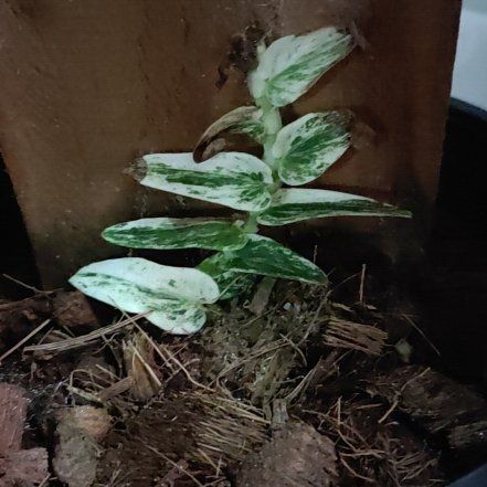 Photo of the plant species Rhaphidophora tenuis by @FabulousSedum22 named Kendall on Greg, the plant care app