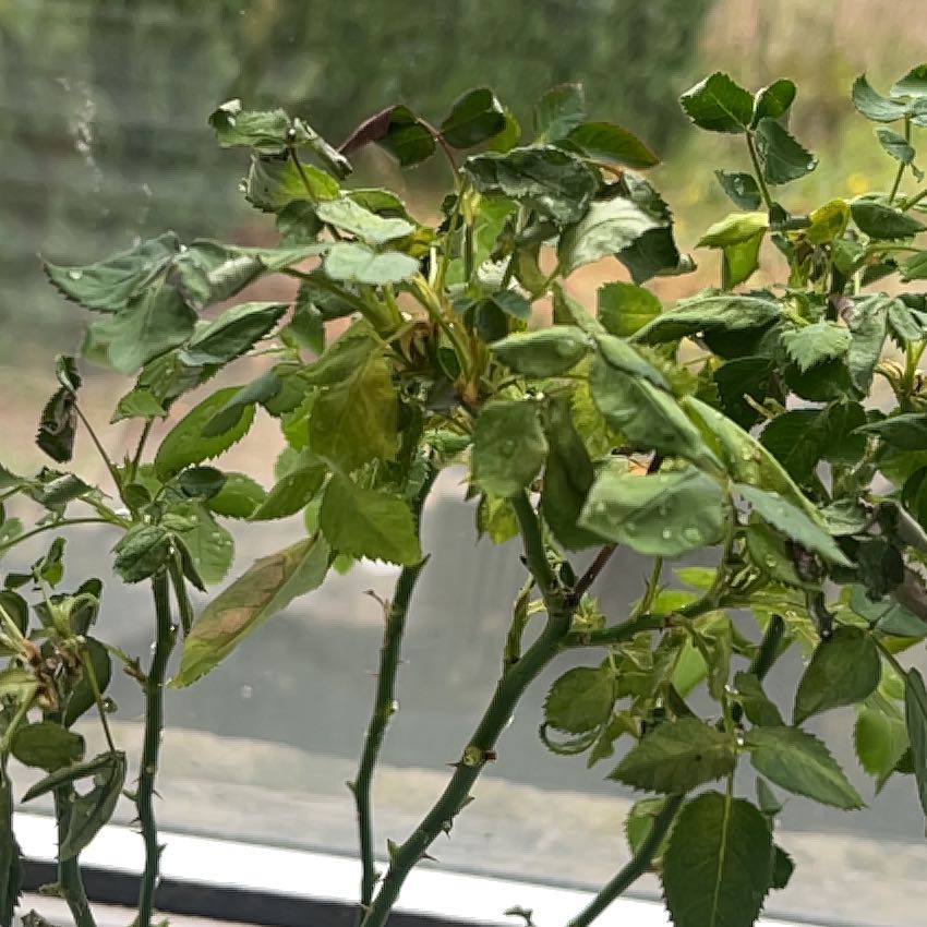 Photo of the plant species Miniature Kordana Rose by @NoodleJellyfish named Tina on Greg, the plant care app