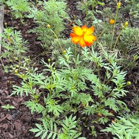 Photo of the plant species Sulphur Cosmos by @ImitableOxlip27 named James Dean on Greg, the plant care app