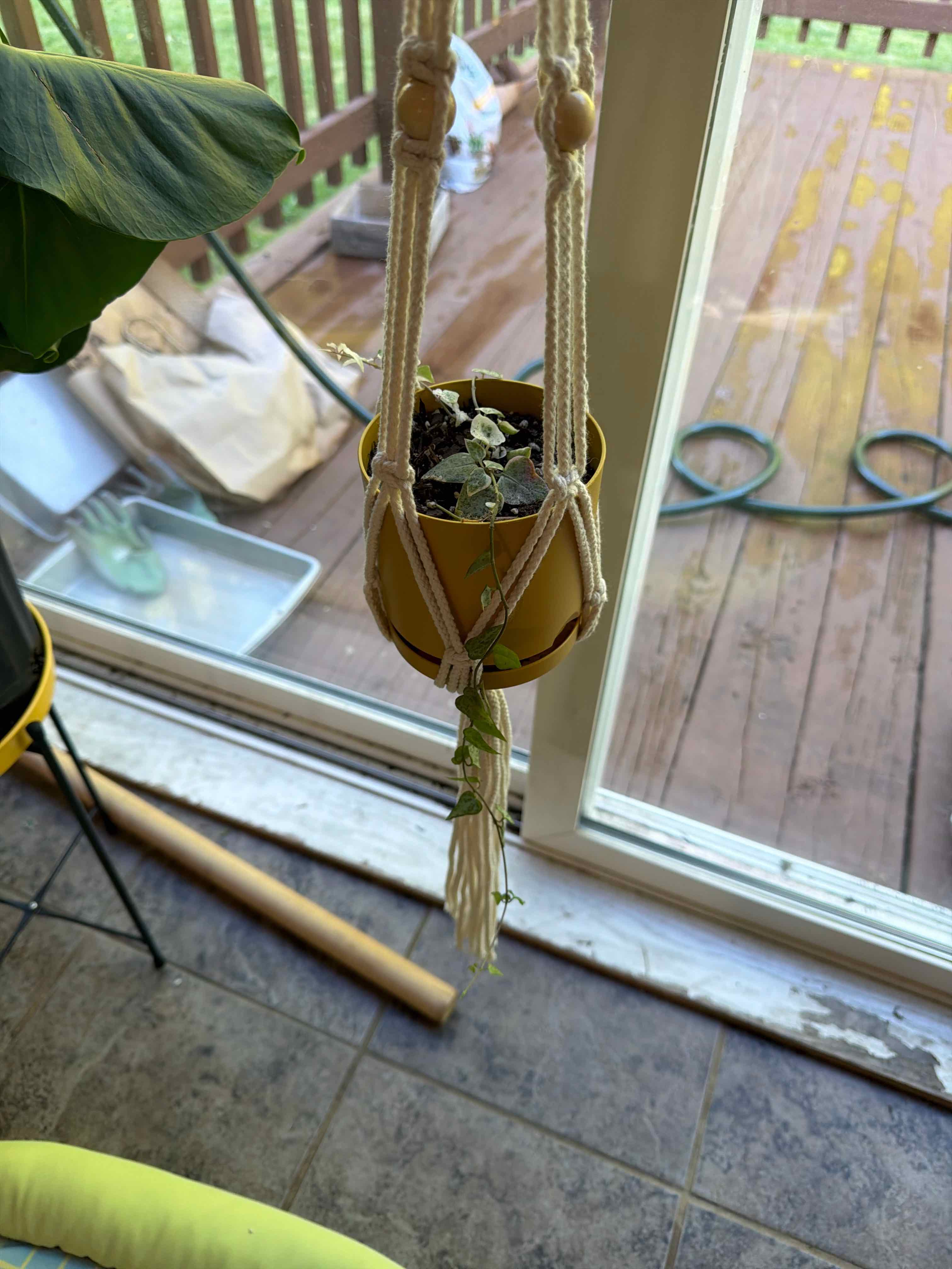 Photo of the plant species String Of Arrows by @MeekPeanut52 named Forrest on Greg, the plant care app