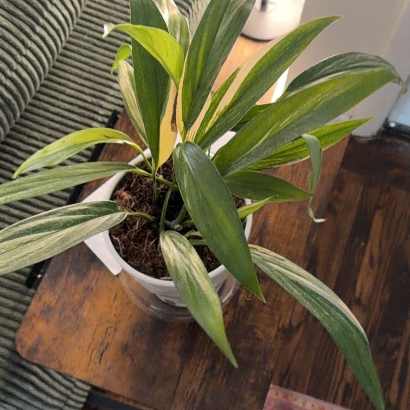 Photo of the plant species Pothos by @MeekPeanut52 named Mando on Greg, the plant care app