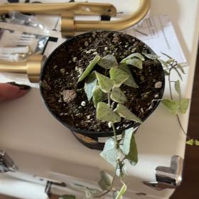 Photo of the plant species String Of Arrows by @MeekPeanut52 named Peter Parker on Greg, the plant care app