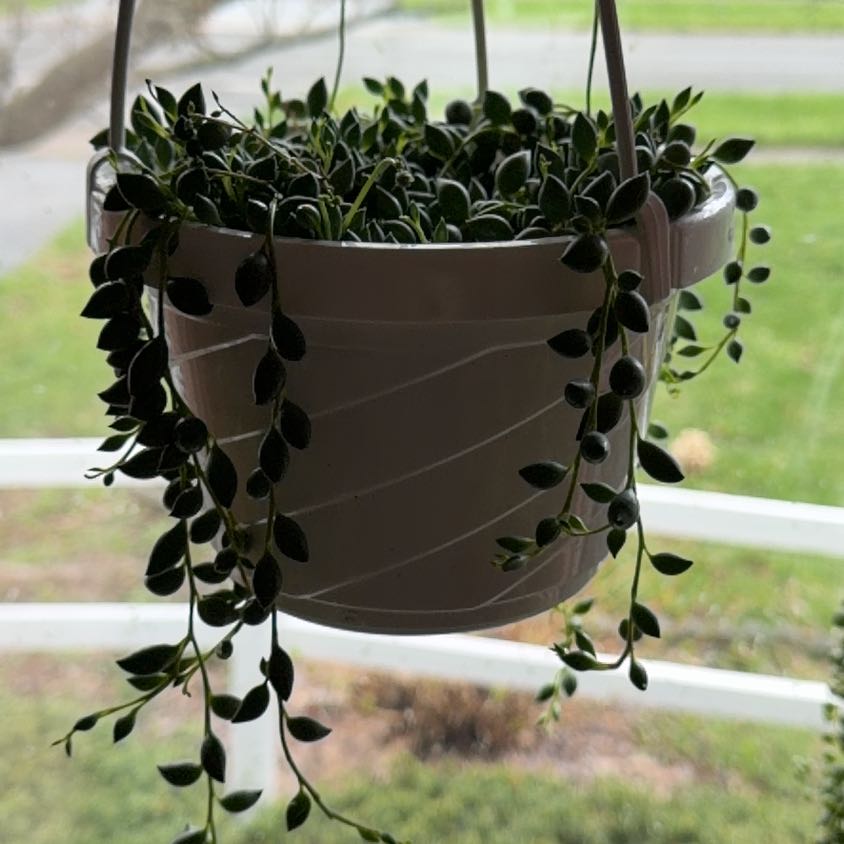 Photo of the plant species String of Tears by @MeekPeanut52 named Bigleef Smalls on Greg, the plant care app