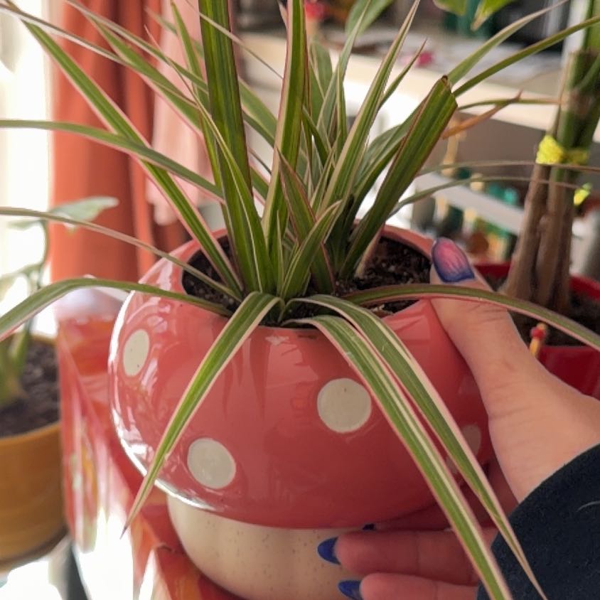 Photo of the plant species Magenta Dragon Tree by @MeekPeanut52 named Pegasus on Greg, the plant care app