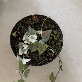 Photo of the plant species String Of Arrows by @MeekPeanut52 named Forrest on Greg, the plant care app
