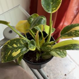 Photo of the plant species Green Congo by @MeekPeanut52 named Bieber on Greg, the plant care app