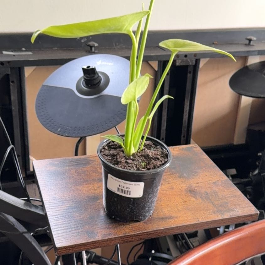 Photo of the plant species Monstera deliciosa 'Bulbosaur' by @MeekPeanut52 named Zeus on Greg, the plant care app