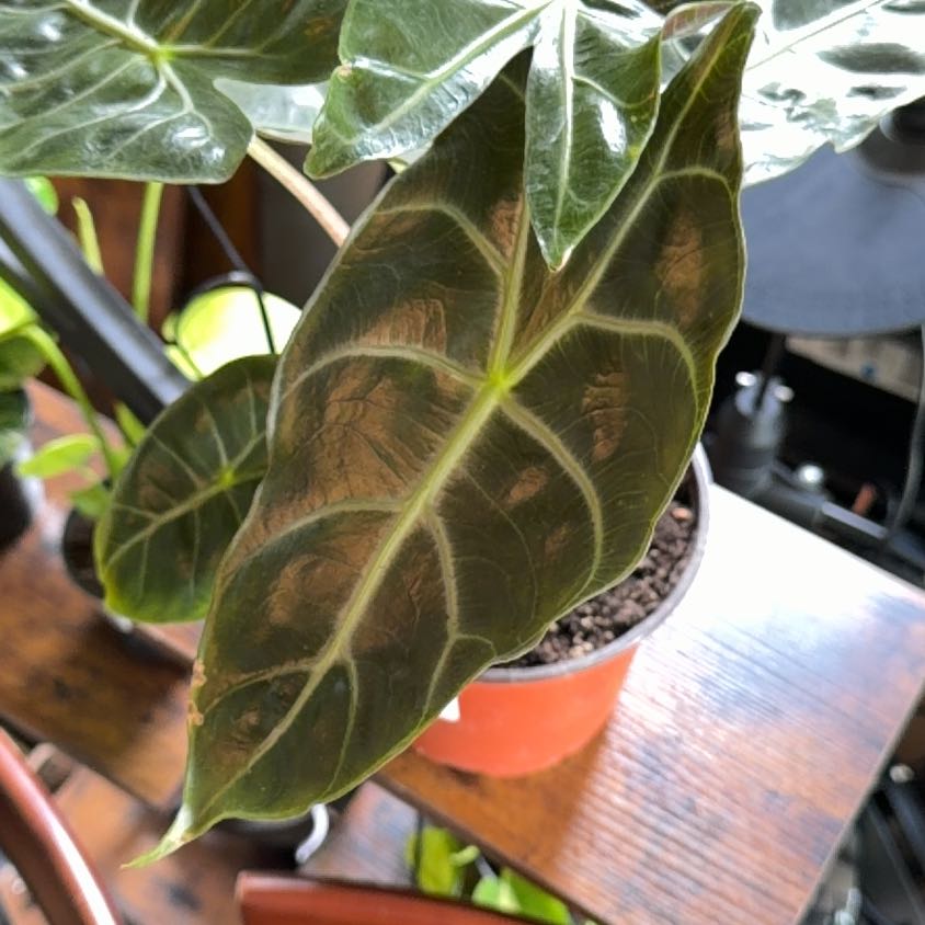 Photo of the plant species Elephant Ear 'Morocco' by @MeekPeanut52 named Aphrodite on Greg, the plant care app