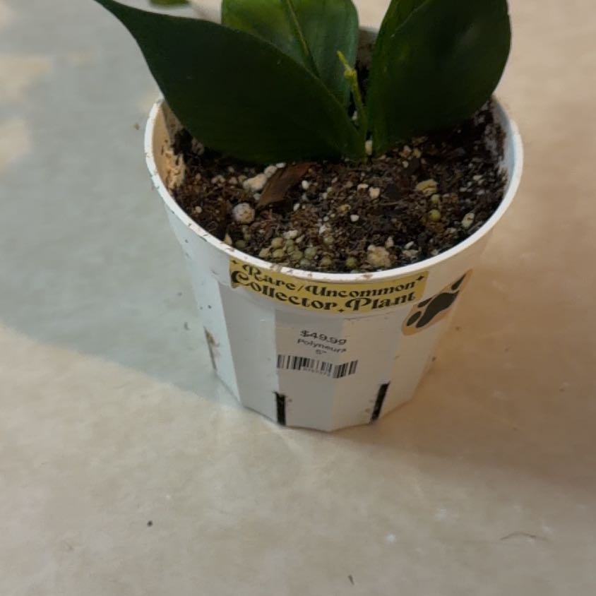 Photo of the plant species Fishtail Hoya by @MeekPeanut52 named Poseidon on Greg, the plant care app