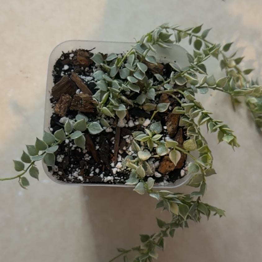 Photo of the plant species Million hearts by @MeekPeanut52 named Mollie on Greg, the plant care app