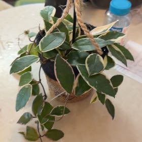 Photo of the plant species Hoya 'Shining Sea Star' by @MeekPeanut52 named Odyssey on Greg, the plant care app