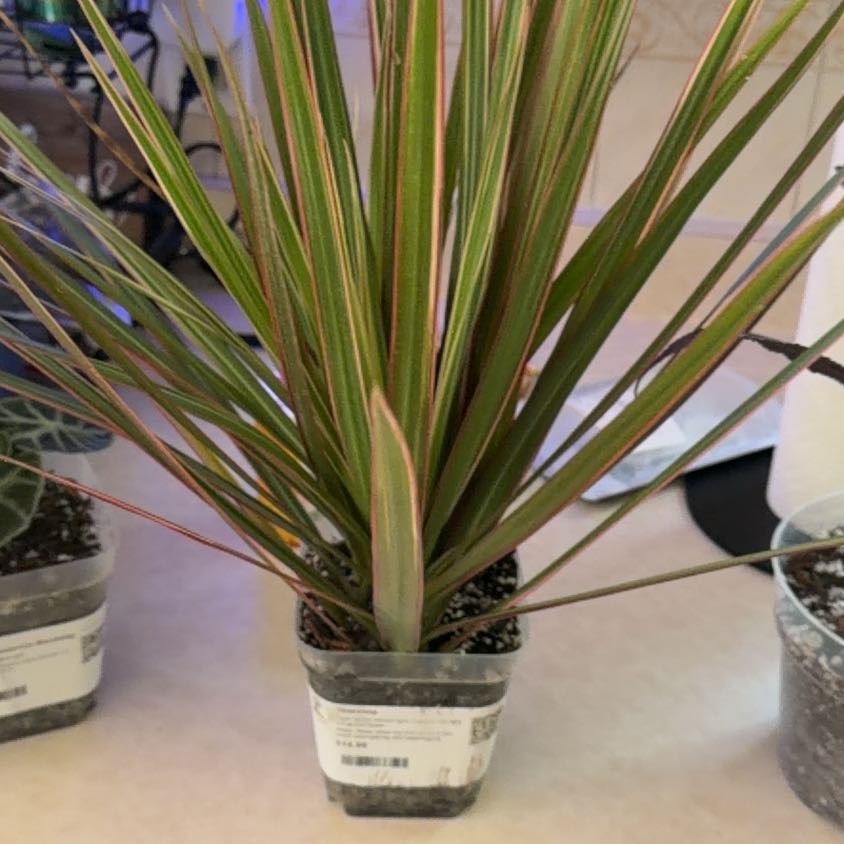 Photo of the plant species Magenta Dragon Tree by @MeekPeanut52 named Meg on Greg, the plant care app