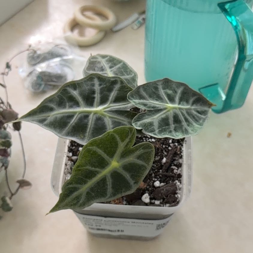 Photo of the plant species Alocasia 'Mandalay' by @MeekPeanut52 named Prince on Greg, the plant care app