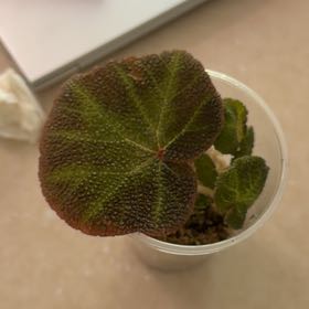 Photo of the plant species Sun-Changing Begonia by @MeekPeanut52 named Keanu Leaves on Greg, the plant care app