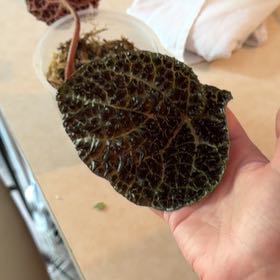 Photo of the plant species Begonia Ferox by @MeekPeanut52 named Gomez on Greg, the plant care app