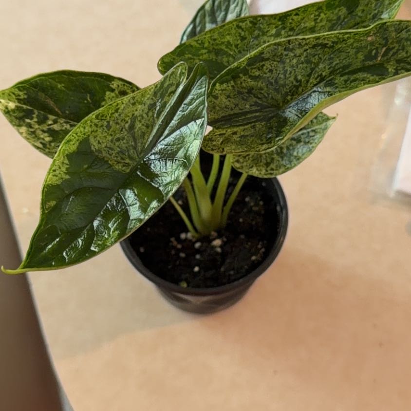 Photo of the plant species Alocasia Dragon Scale Mint by @MeekPeanut52 named Eve on Greg, the plant care app