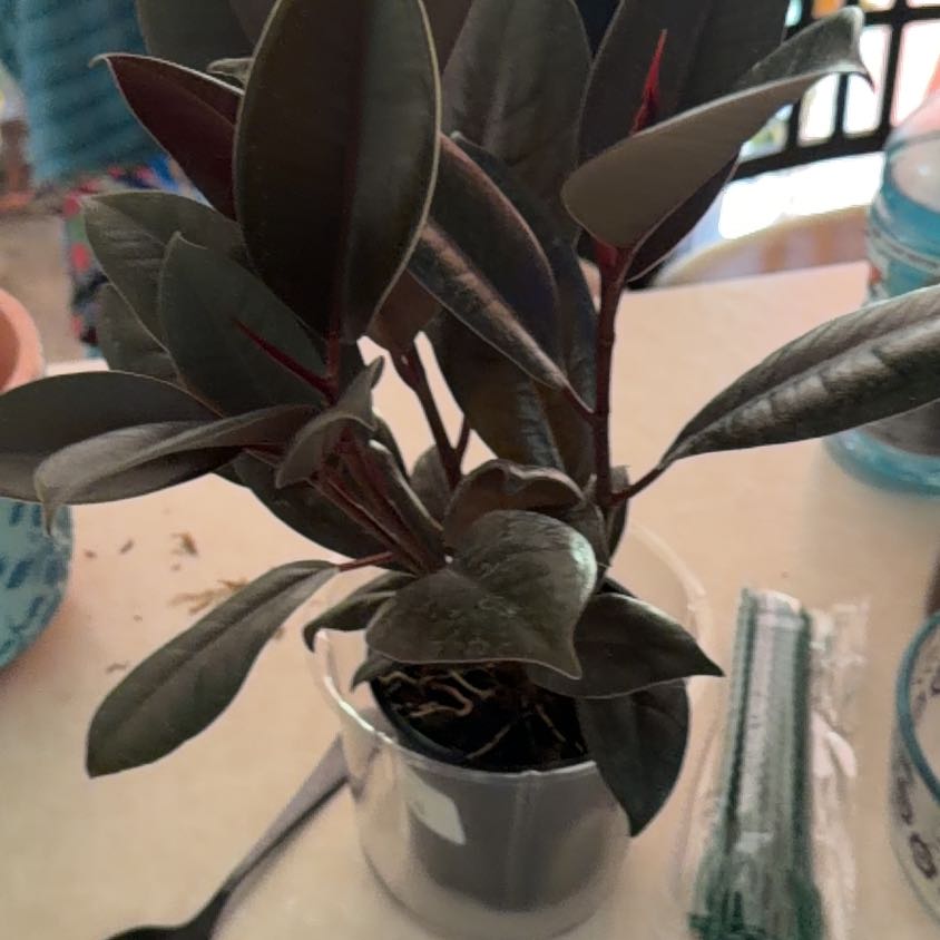 Photo of the plant species Ficus burgundy by @MeekPeanut52 named Lola on Greg, the plant care app