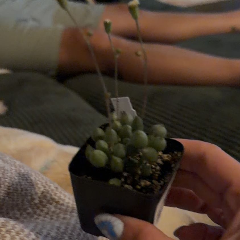 Photo of the plant species String of Tears by @MeekPeanut52 named Lemony snickett on Greg, the plant care app
