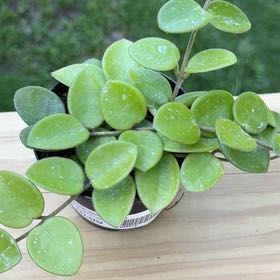 Photo of the plant species Waxplant by @MeekPeanut52 named Doja Cat on Greg, the plant care app