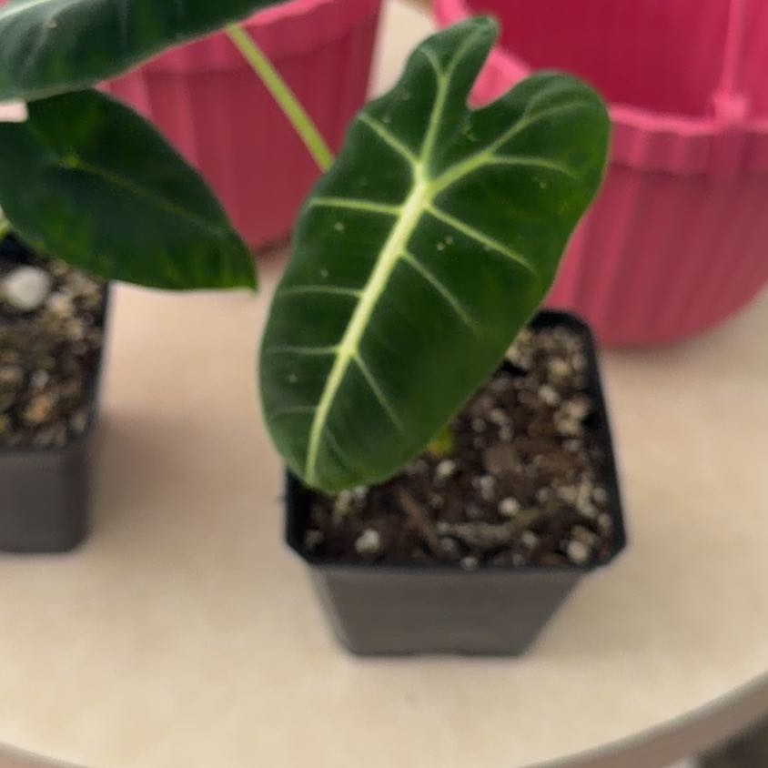 Photo of the plant species Variegated Alocasia frydek by @MeekPeanut52 named R2D2 on Greg, the plant care app