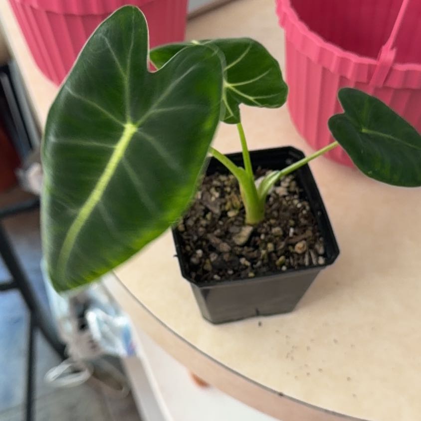 Photo of the plant species Variegated Alocasia frydek by @MeekPeanut52 named C-3PO on Greg, the plant care app