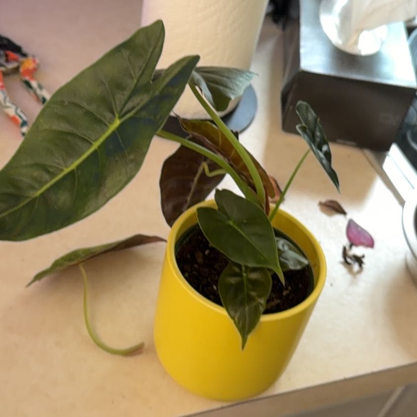 Photo of the plant species Alocasia Golden Bone by @MeekPeanut52 named Rhys on Greg, the plant care app