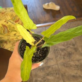 Photo of the plant species Purple Sword by @MeekPeanut52 named Purple sword on Greg, the plant care app