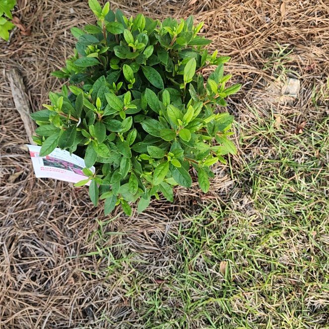Photo of the plant species Pōhutukawa by @LushKaro9 named Michelle Branch on Greg, the plant care app