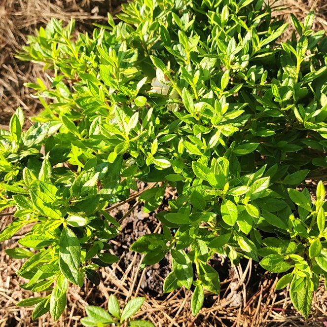 Photo of the plant species Eastern Baccharis by @LushKaro9 named Bieber on Greg, the plant care app