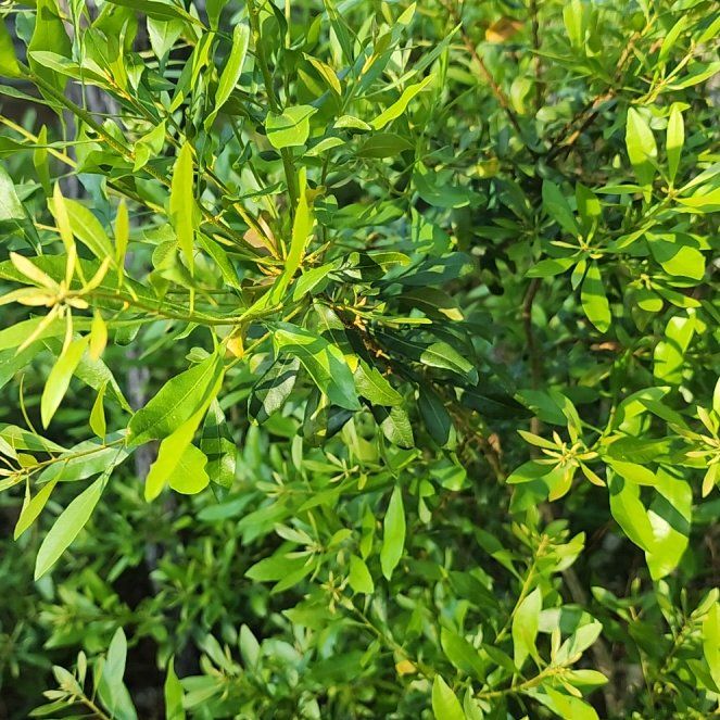 Photo of the plant species Morella Cerifera by @LushKaro9 named Peter Parker on Greg, the plant care app