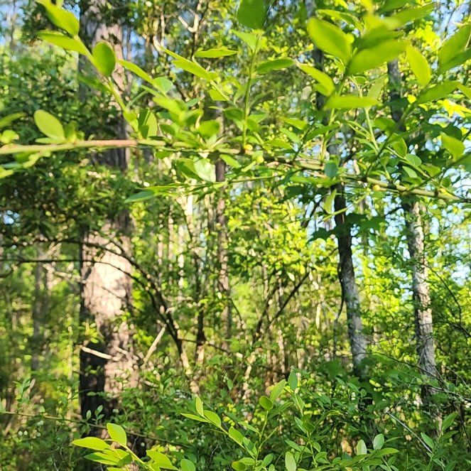 Photo of the plant species American Blueberry by @LushKaro9 named Lola on Greg, the plant care app