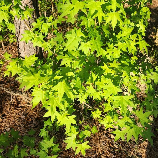 Photo of the plant species American Sweetgum by @LushKaro9 named Einstein on Greg, the plant care app