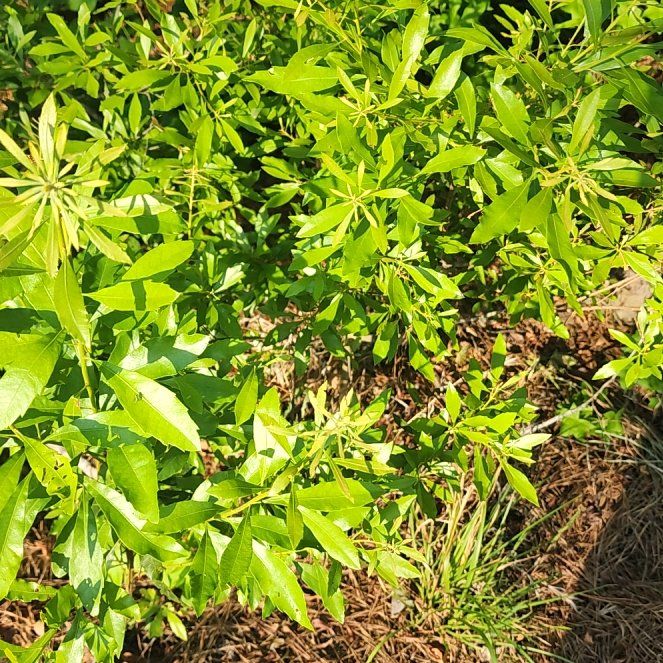 Photo of the plant species Morella Cerifera by @LushKaro9 named Tolkien on Greg, the plant care app