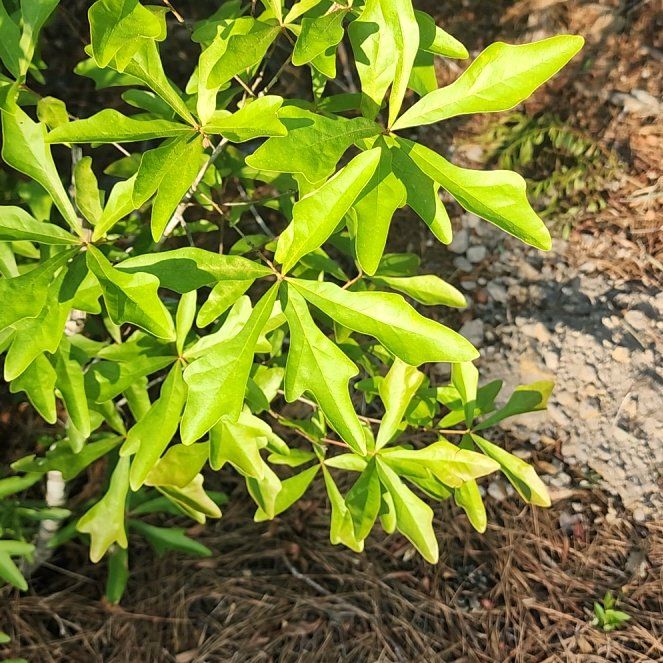 Photo of the plant species Water Oak by @LushKaro9 named Rainier on Greg, the plant care app