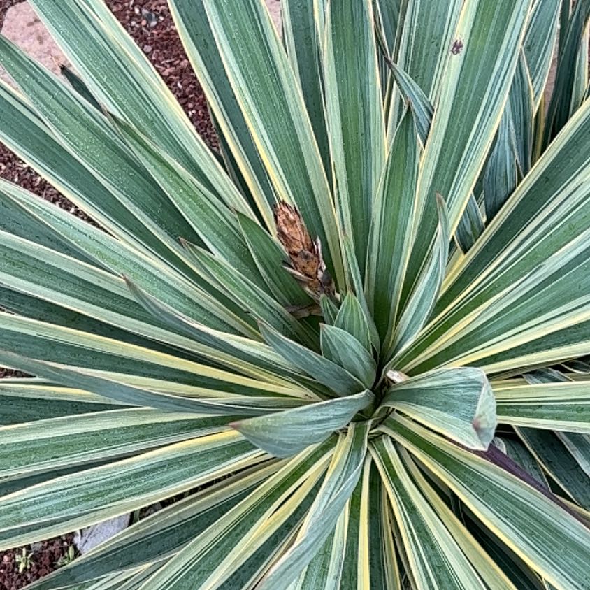 Photo of the plant species Spanish Dagger by @CozyMoss94 named Demi on Greg, the plant care app