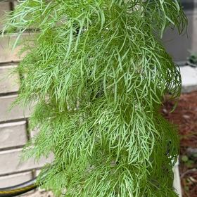 Photo of the plant species Dog Fennel by @SvelteChia25 named Plato on Greg, the plant care app