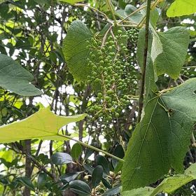 Photo of the plant species Graybark Grape by @SvelteChia25 named Anne on Greg, the plant care app