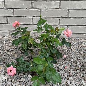 Photo of the plant species Alpine Rose by @SvelteChia25 named Queen on Greg, the plant care app