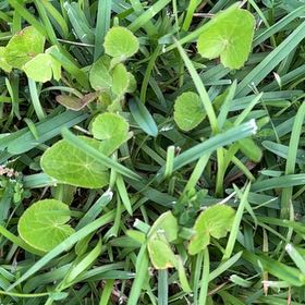 Photo of the plant species Manyflower Marshpennywort by @SvelteChia25 named Lola on Greg, the plant care app