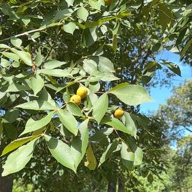 Photo of the plant species Strawberry Guava by @SvelteChia25 named Kobe on Greg, the plant care app